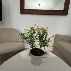 apartamentos en córdoba